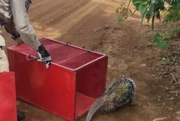 Bombeiros de Mato Grosso realizam resgates de animais em situações de risco