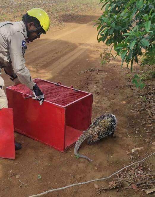 Bombeiros de Mato Grosso realizam resgates de animais em situações de risco