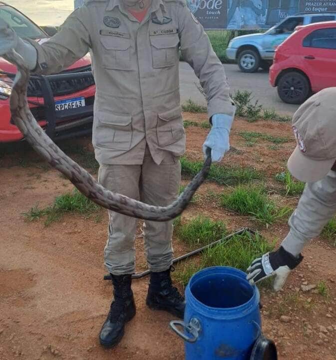 Bombeiros resgatam jiboia em área urbana de Primavera do Leste