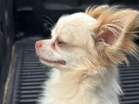 Cachorro furtado há um ano é recuperado em Rondonópolis