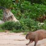 Capivara grita de medo ao ver onça-pintada nadando em sua direção