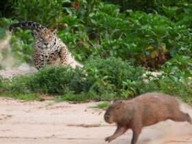 Capivara grita de medo ao ver onça-pintada nadando em sua direção