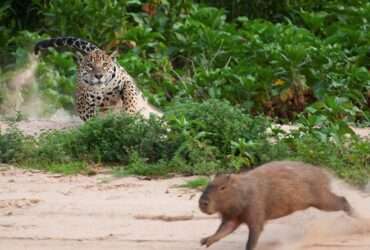 Capivara grita de medo ao ver onça-pintada nadando em sua direção