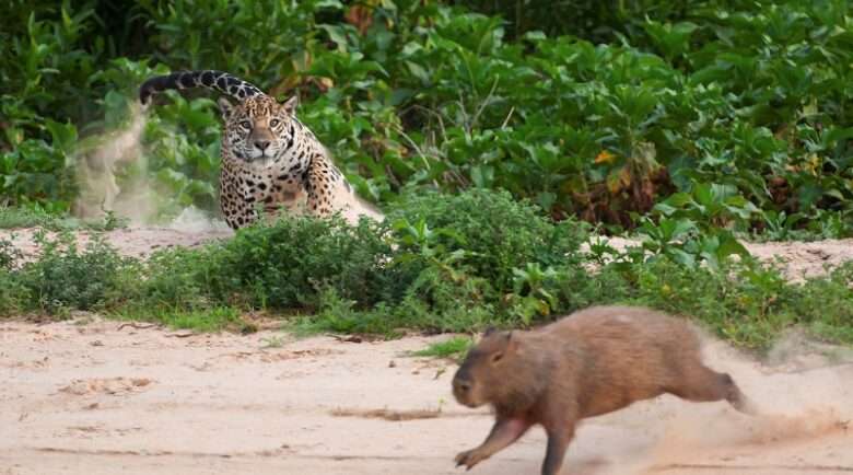 Capivara grita de medo ao ver onça-pintada nadando em sua direção