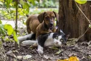 Castração de pets é medida preventiva contra doenças hormonais