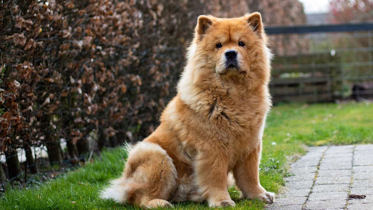 Com criança, evite ter esses cães em casa