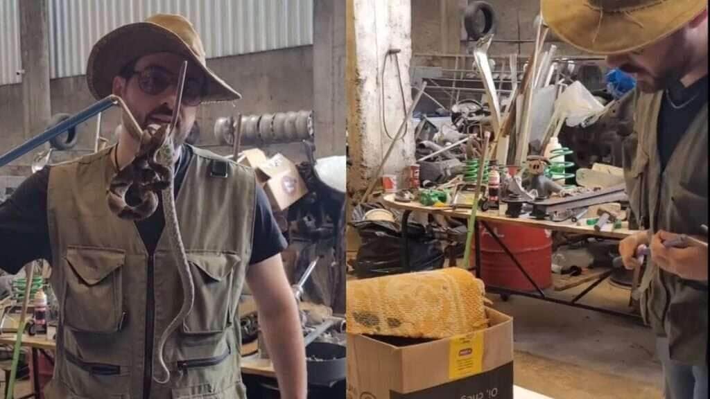 Cobra venenosa é encontrada dormindo dentro de caixa de ferramentas e assusta a todos!