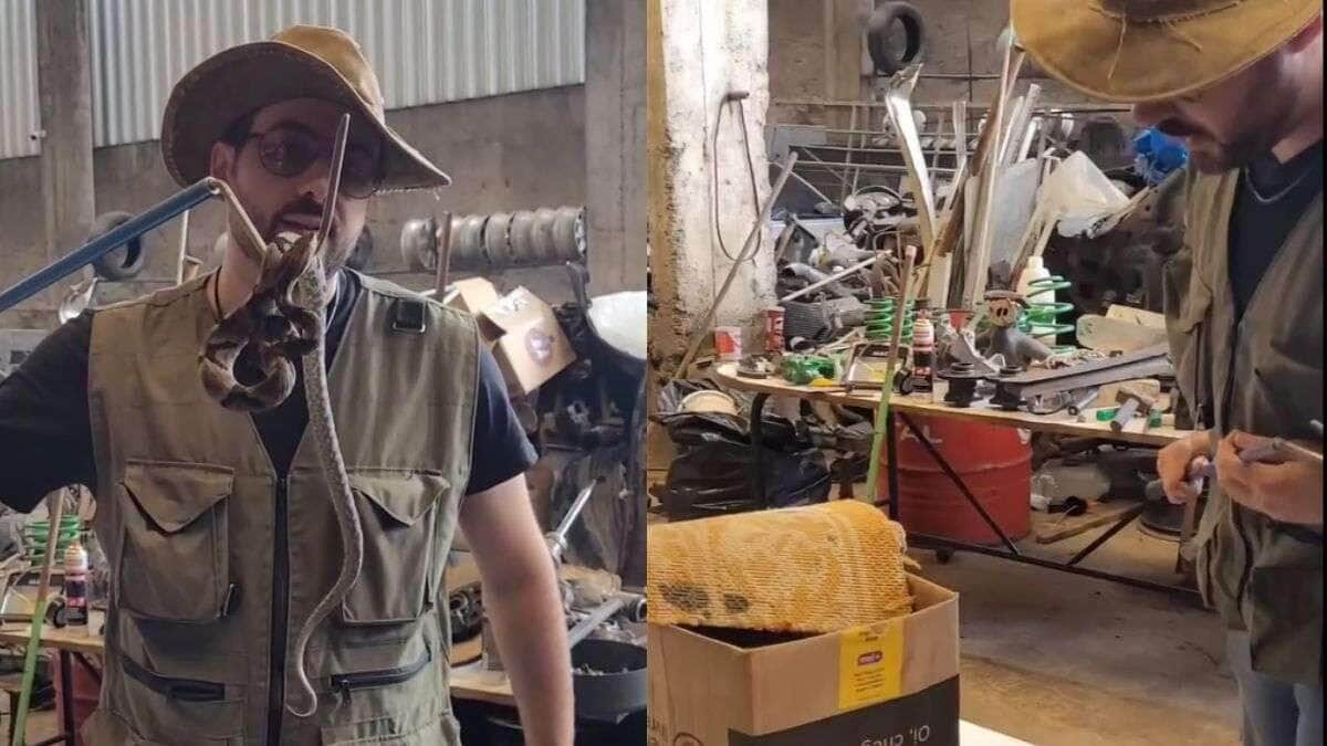 Cobra venenosa é encontrada dormindo dentro de caixa de ferramentas e assusta a todos!