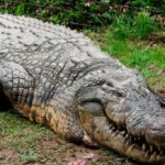 Conheça o crocodilo mais velho do mundo