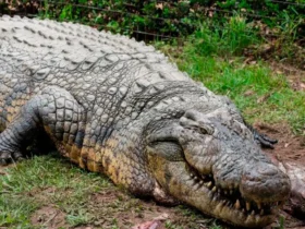 Conheça o crocodilo mais velho do mundo