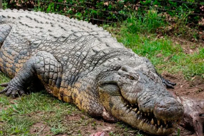 Conheça o crocodilo mais velho do mundo