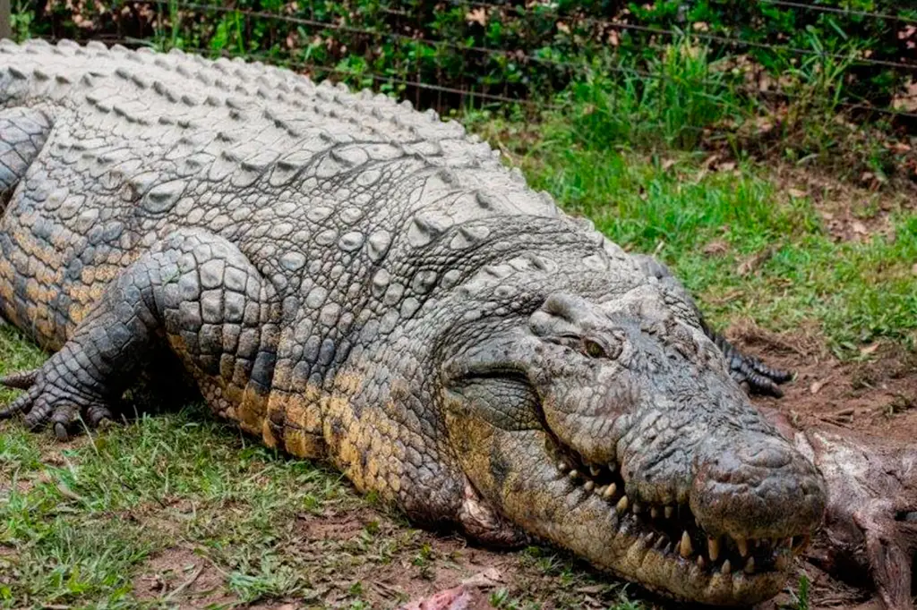 Conheça o crocodilo mais velho do mundo