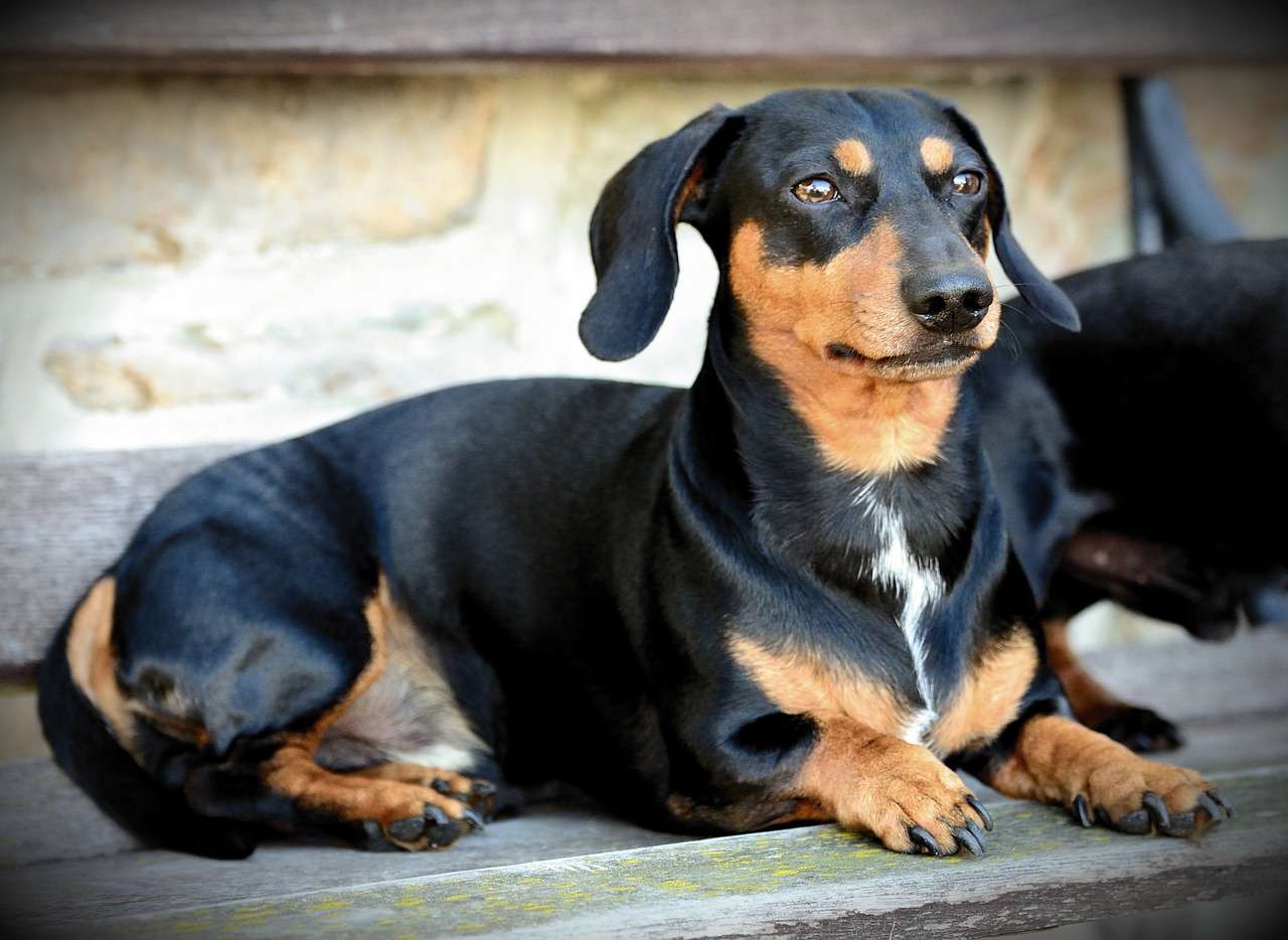 Dachshund Com crianca evite ter esses caes em casa Pixabay 2