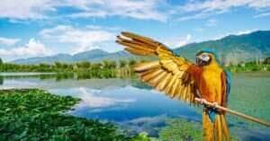 Pantanal de Mato Grosso corre risco de perder título de Patrimônio Mundial