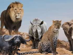 Big Five: Desvendando o mistério dos 5 animais mais caçados da África!