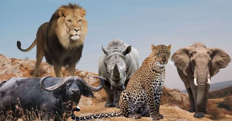 Big Five: Desvendando o mistério dos 5 animais mais caçados da África!