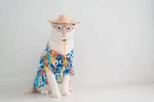 Desvende os mistérios dos miados dos gatos