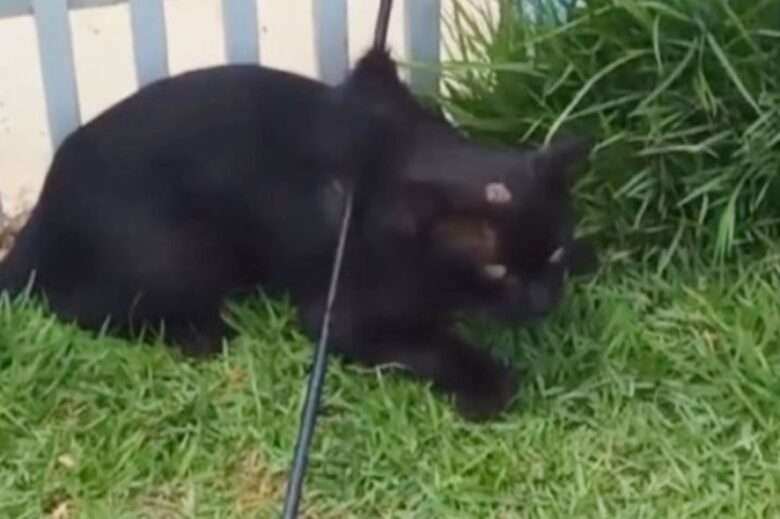 Gato é encontrado com flecha atravessando o corpo em Mato Grosso