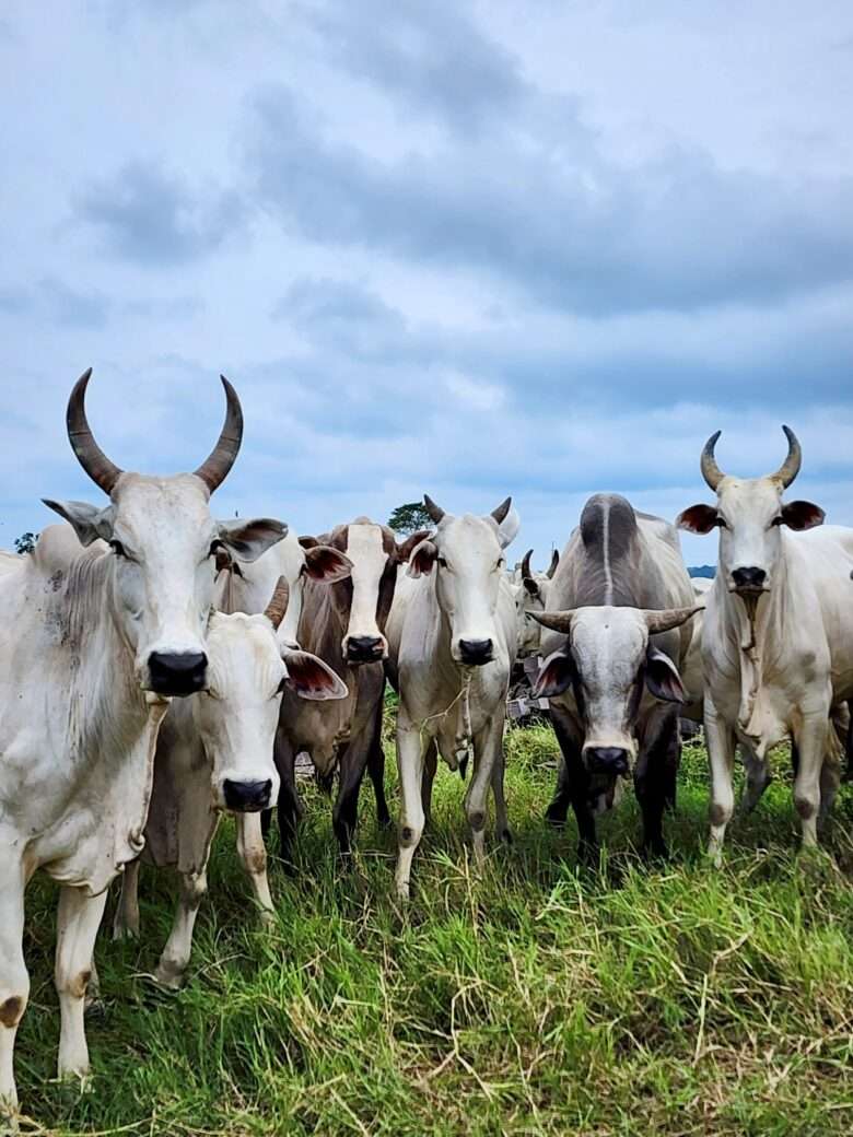 Governo de Mato Grosso inicia campanha obrigatória para atualização do estoque de rebanhos