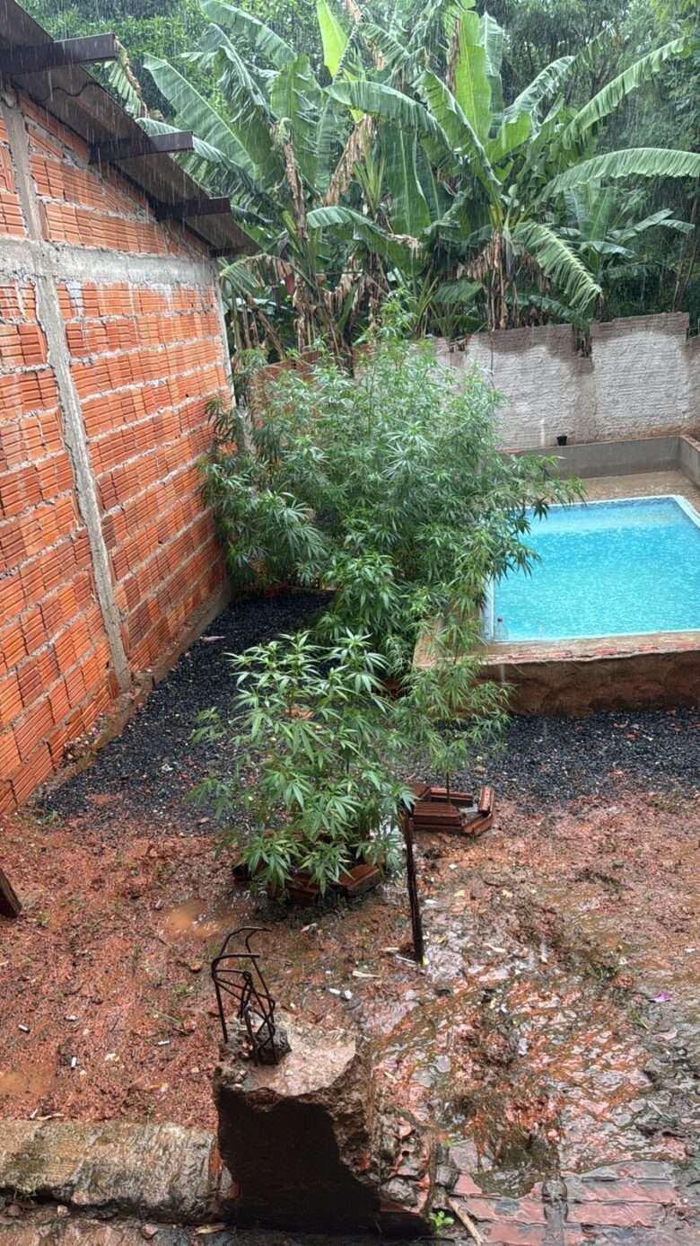 Homem é preso após plantar 17 pés de maconha no quintal de casa em Mato Grosso