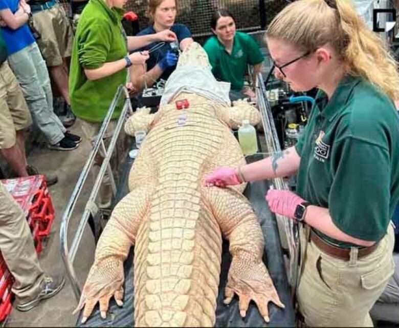 Jacaré albino esconde tesouro mortal em seu estômago!