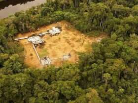 Justiça de Mato Grosso garante direitos indígenas e suspende atividades ilegais em terra Manoki