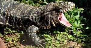 Alerta! Lagartos gigantes invadem os Estados Unidos e ameaçam a fauna local