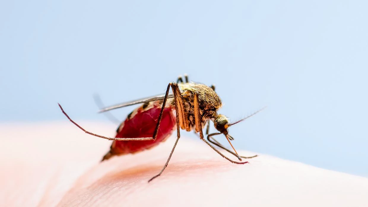 Leishmaniose em Mato Grosso: Doença mata dois bebês em menos de um mês em Rondonópolis