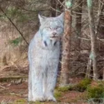 Lince-do-Canadá: Fantasma das florestas americanas capturado em vídeo raro!