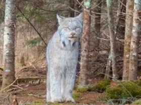 Lince-do-Canadá: Fantasma das florestas americanas capturado em vídeo raro!