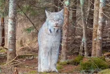 Lince-do-Canadá: Fantasma das florestas americanas capturado em vídeo raro!