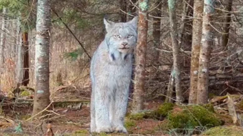 Lince-do-Canadá: Fantasma das florestas americanas capturado em vídeo raro!