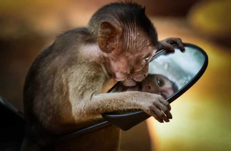 Macaco Horóscopo Chinês