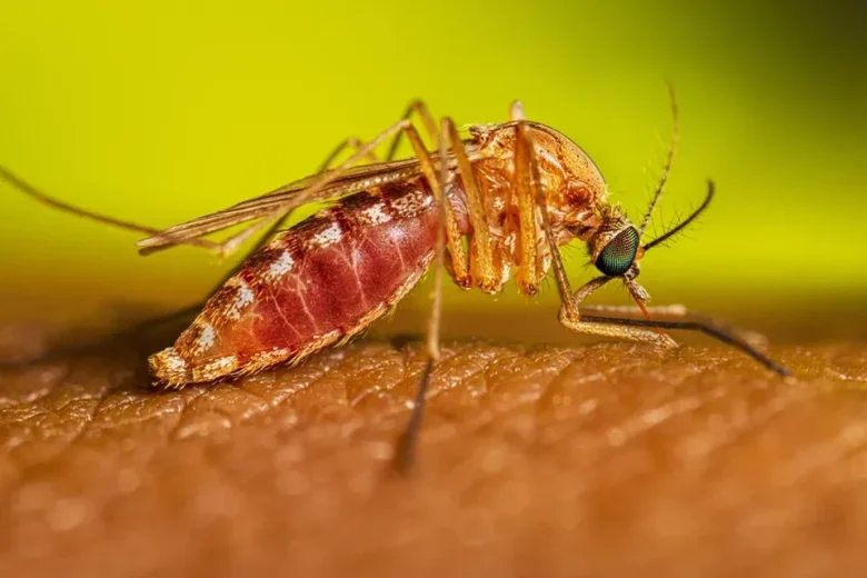 Mato Grosso enfrenta casos preocupantes de febre oropouche