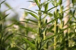 Mato Grosso mantém liderança na produção de gergelim, mesmo com queda projetada