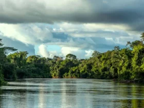 Ministério Público Federal luta para salvar o Parque Cristalino II em Mato Grosso