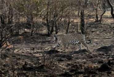 Ministro exige dados ambientais de Mato Grosso para proteção do Pantanal e Amazônia