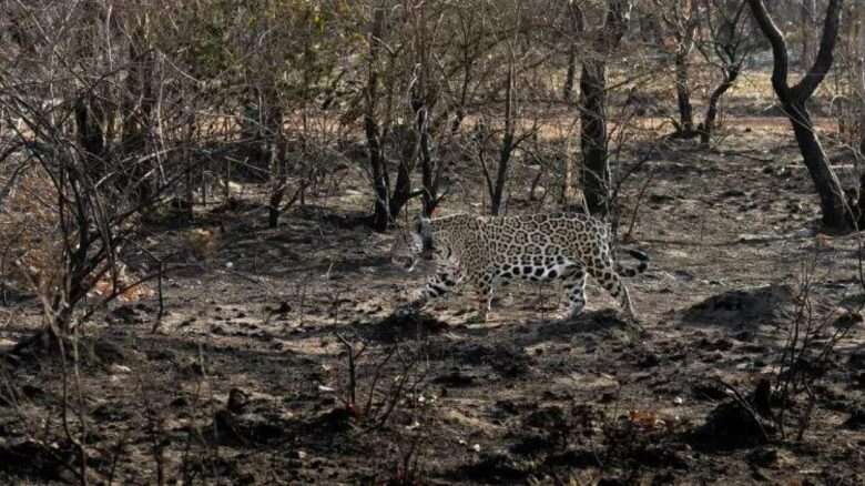 Ministro exige dados ambientais de Mato Grosso para proteção do Pantanal e Amazônia