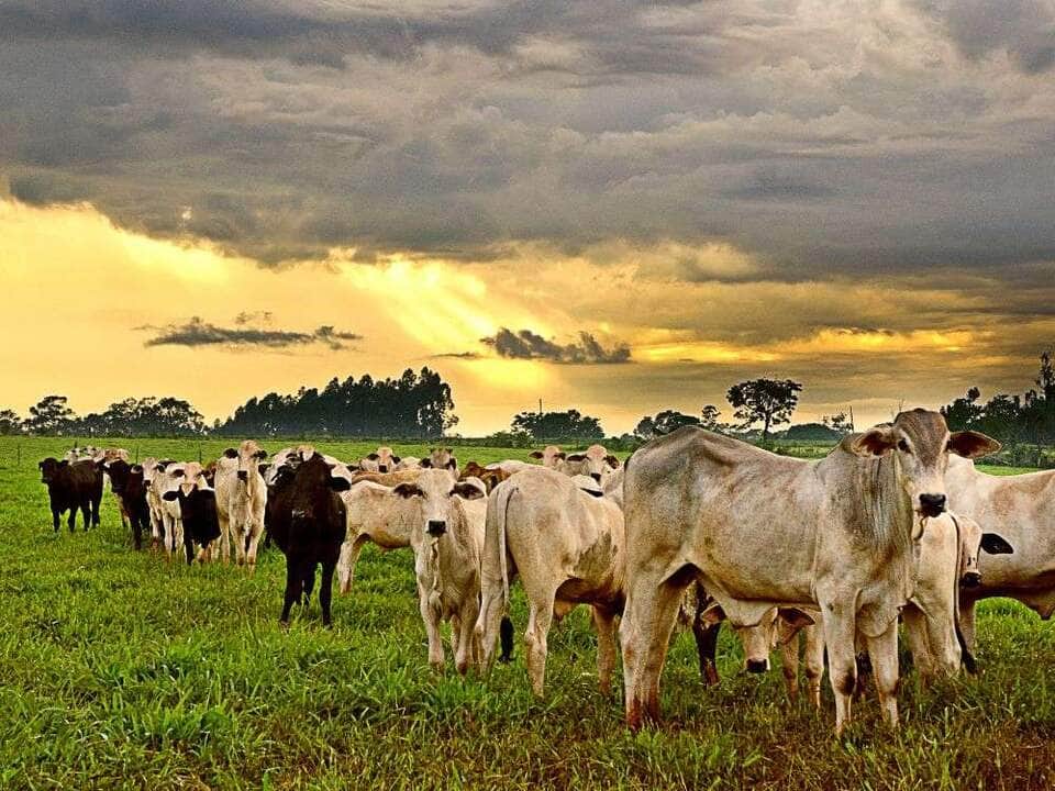 Novo caso de raiva bovina confirma 22ª ocorrência em Mato Grosso em 2024