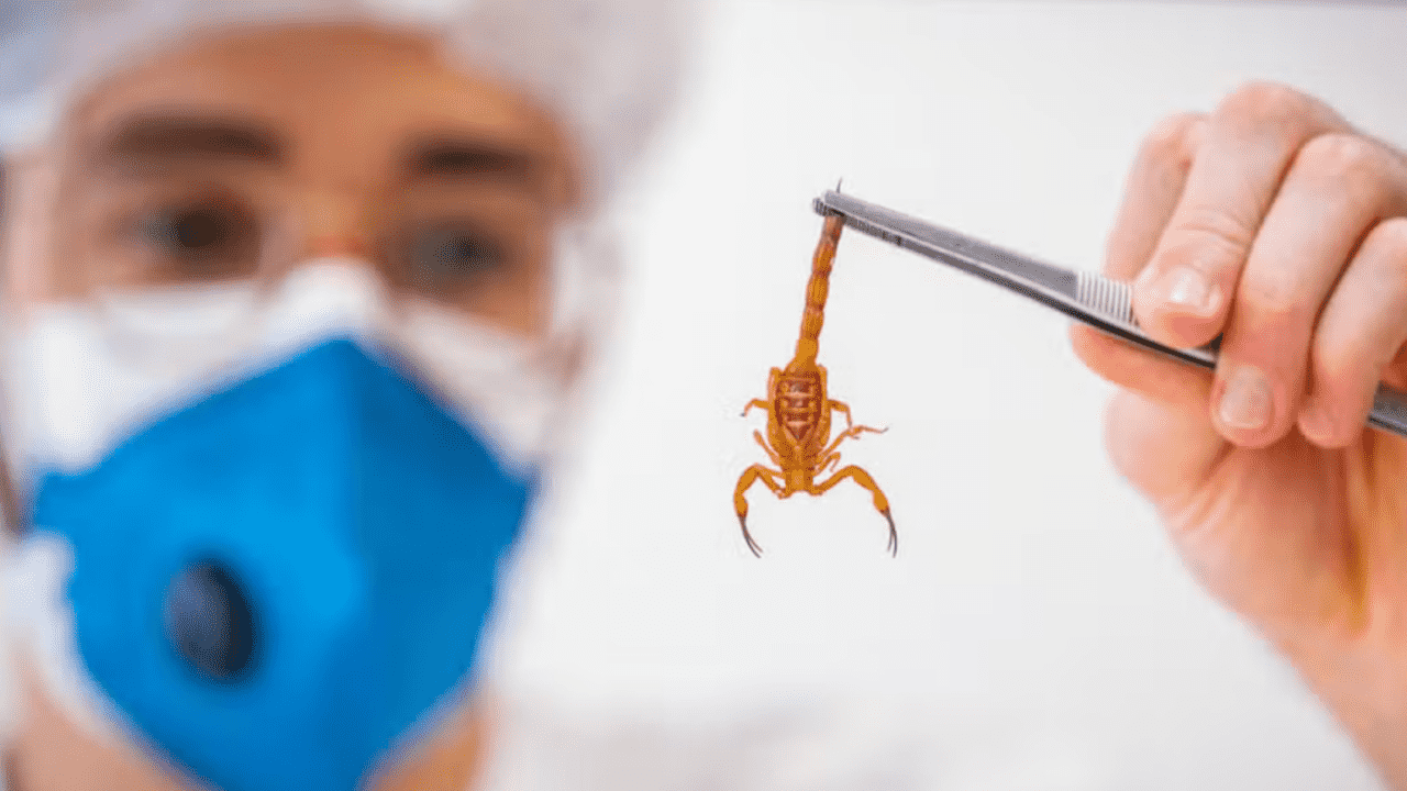 Cuiabá registra aumento alarmante de acidentes com animais peçonhentos em 2025