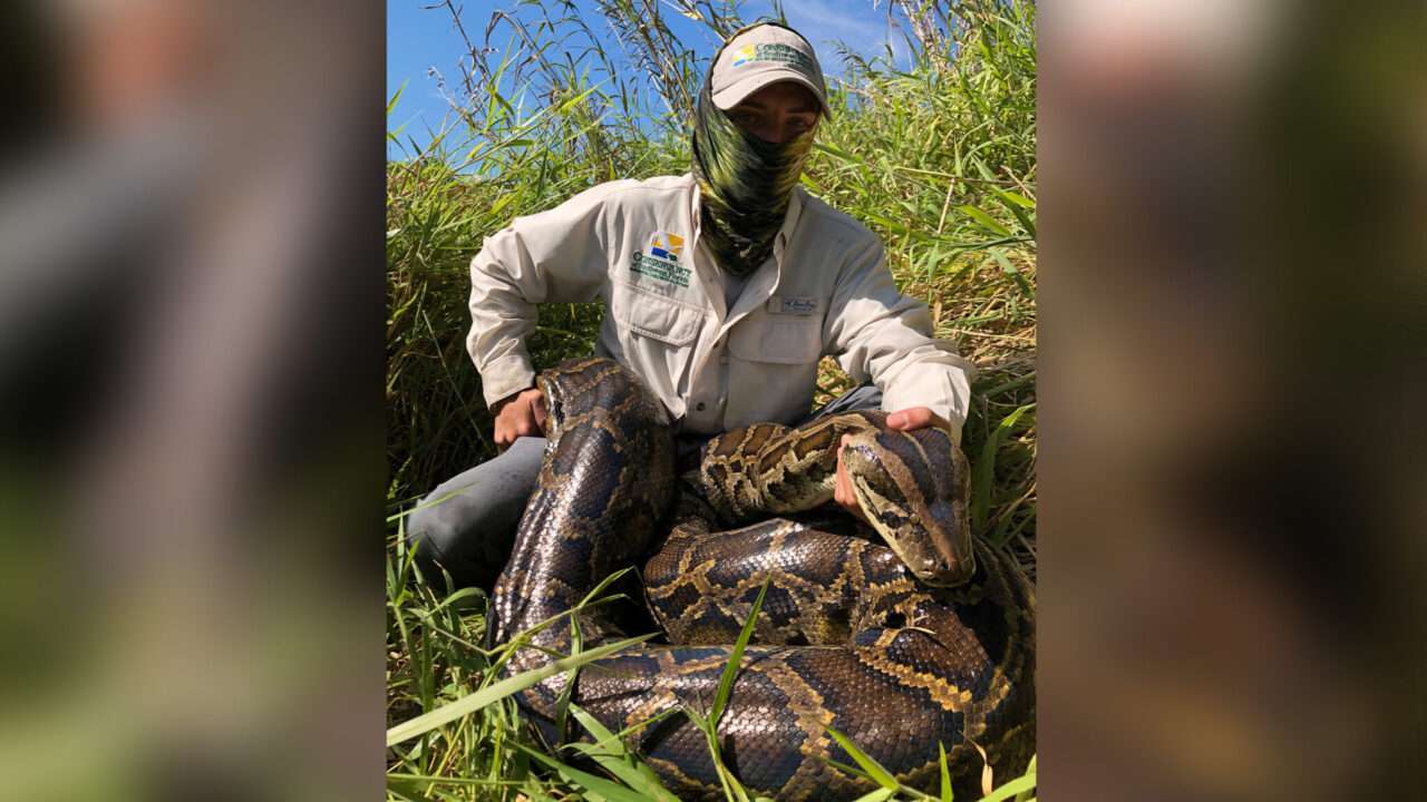 Pítons gigantes devoram veados inteiros e ameaçam ecossistemas