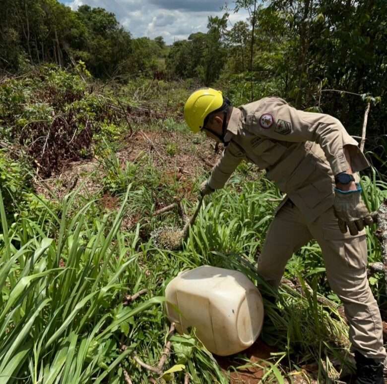 Porco-espinho é resgatado de árvore em Campo Verde