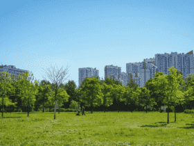 Projeto de arborização urbana é vetado em Mato Grosso