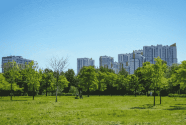 Projeto de arborização urbana é vetado em Mato Grosso