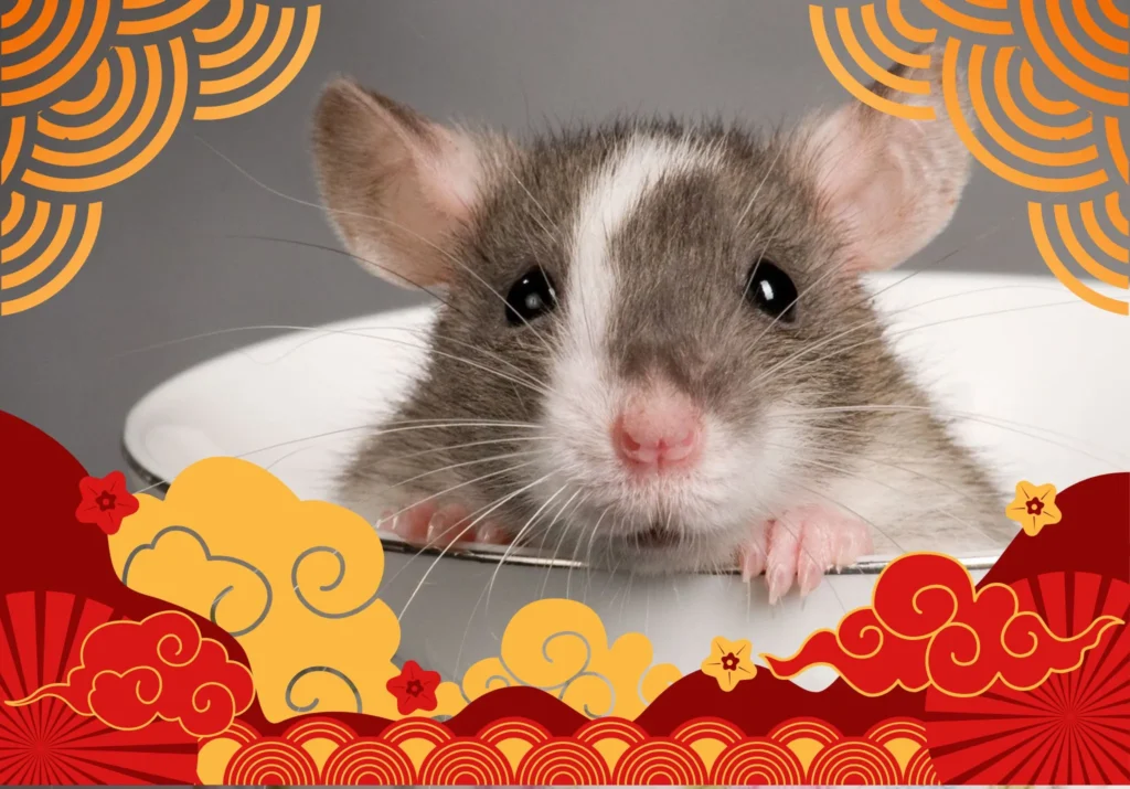 Rato é o primeiro signo do ciclo zodiacal de 12 anos. Ele é conhecido por sua inteligência, carisma e adaptabilidade