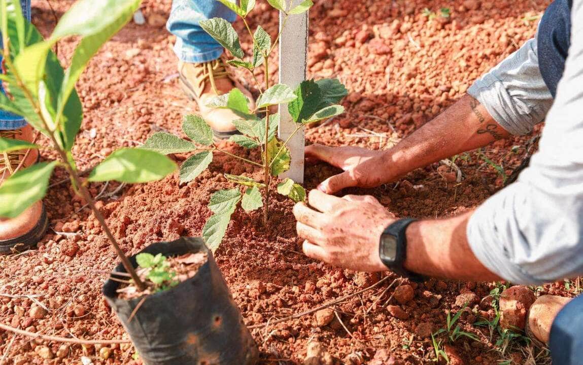 Sorriso planta futuro com mais de 500 mudas nativas e engajamento da comunidade