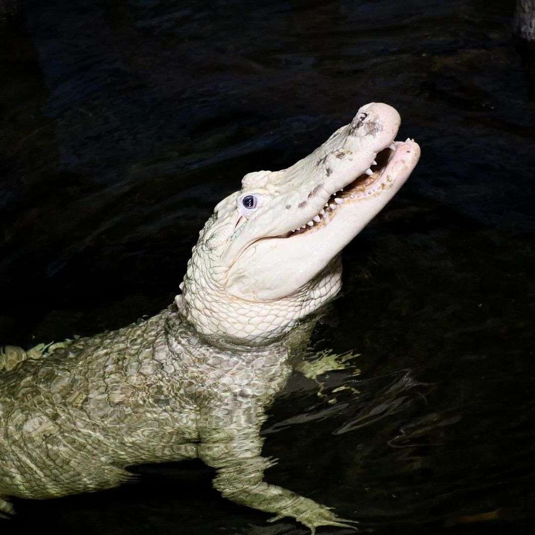 Felizmente, o crocodilo se recupera bem após o procedimento que foi um sucesso.