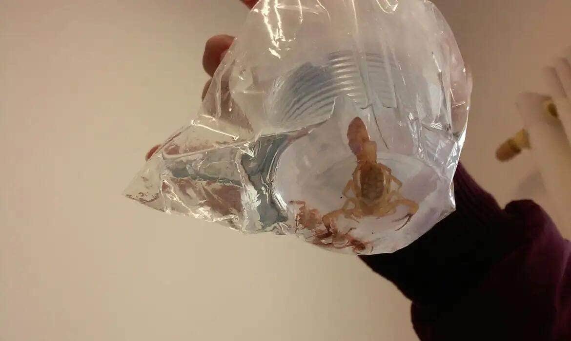 Escorpião encontrado no local onde estava armazenada a merenda que seria servida a estudantes