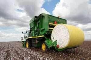 algodão em Mato Grosso