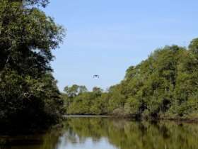 Manguezais da Área de Proteção Ambiental (APA) de Guapi-Mirim e Estação Ecológica da Guanabara, região hidrográfica da Baía de Guanabara.